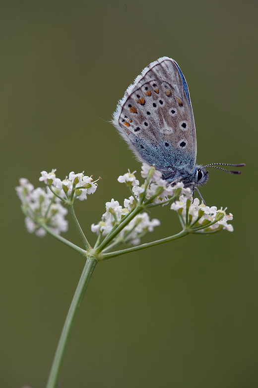 Polyommatus bellargus