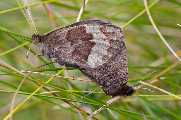 Erebia pronoe