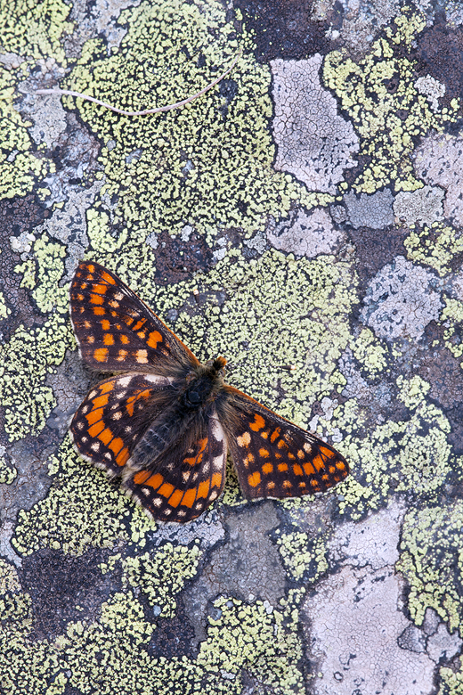 Euphydryas intermedia