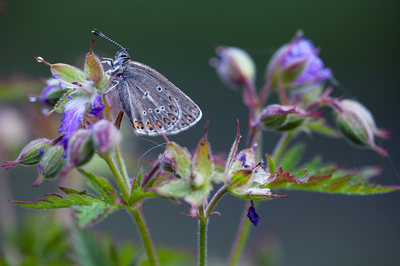 Aricia eumedon