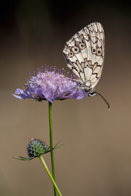 Melanargia russia