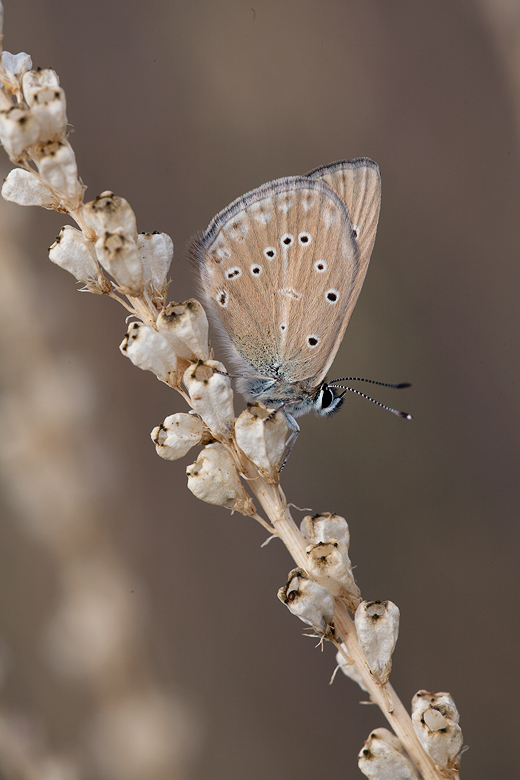 Polyommatus fabressei