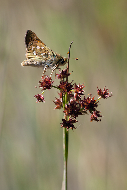 Hesperia comma