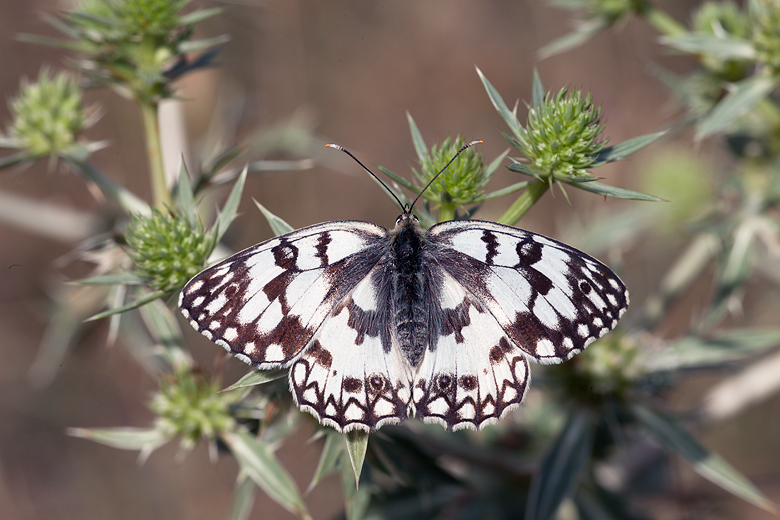 Melanargia russiae