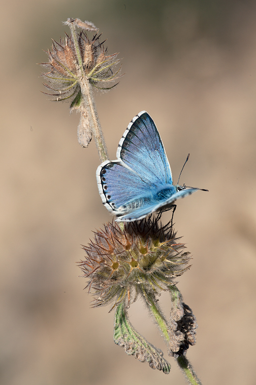 Polyommatus caelestissimus