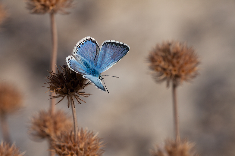 Polyommatus caelestissimus