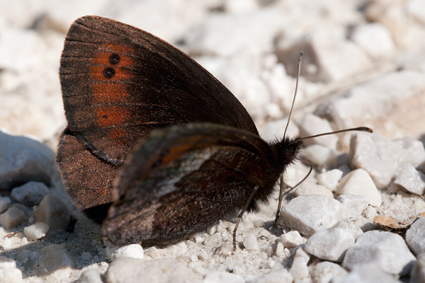 Erebia pronoe