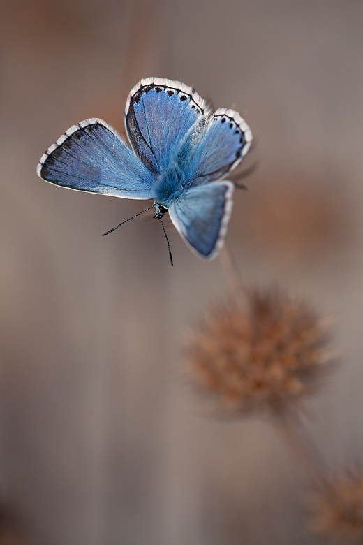 Polyommatus caelestissimus