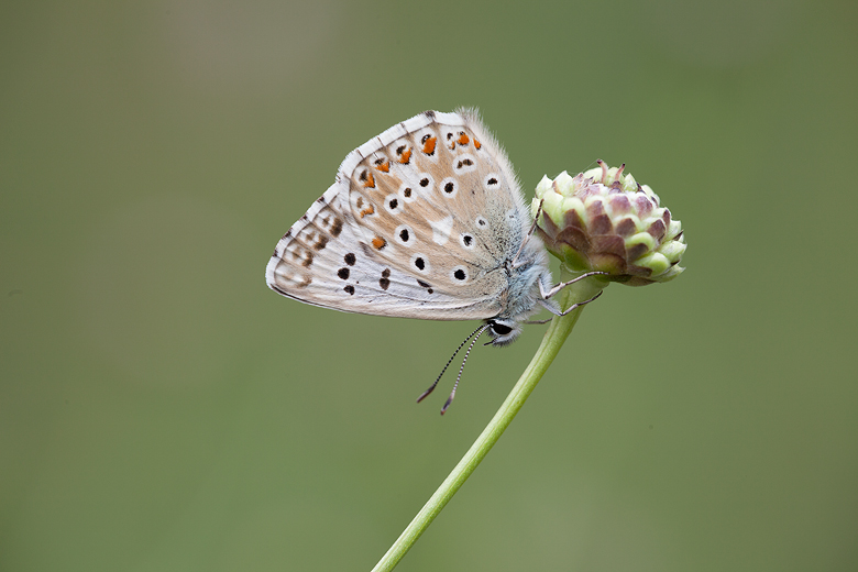 Polyommatus albicans (arragonensis)