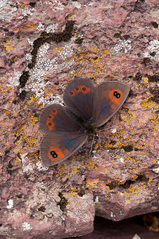 Erebia rondoui