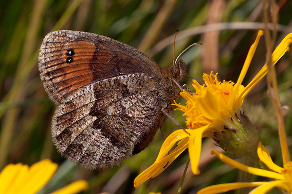 Erebia pronoe