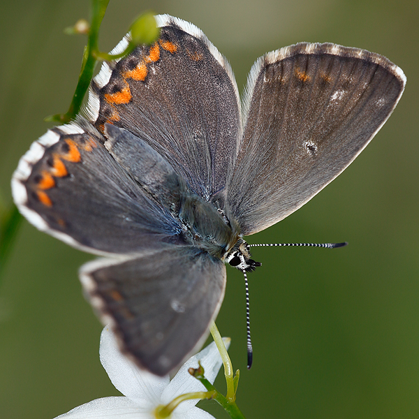 Polyommatus coridon