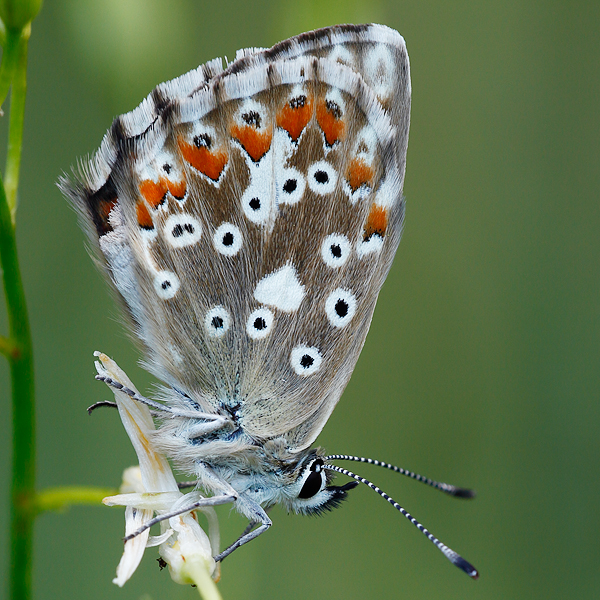 Polyommatus coridon