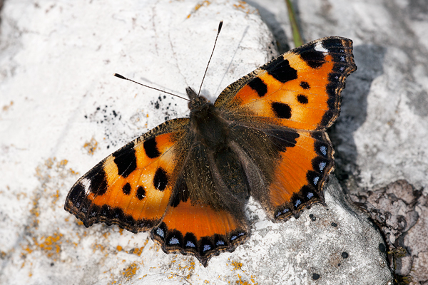 Aglais urticae