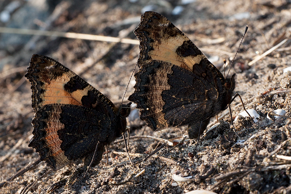 Aglais urticae