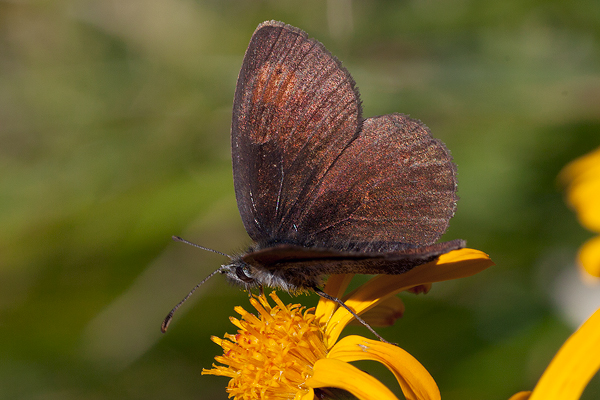 Erebia calcaria