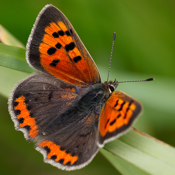 Lycaena phlaeas