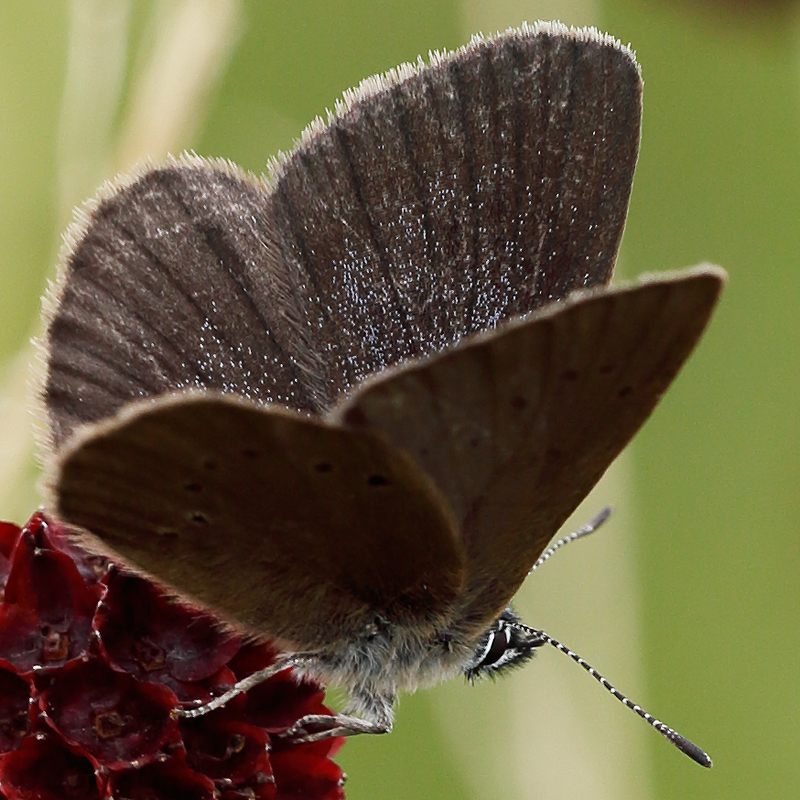 Phengaris nausithous