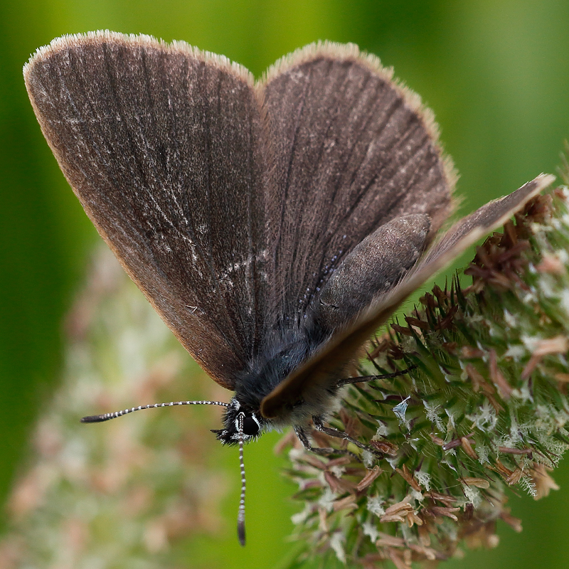 Phengaris nausithous