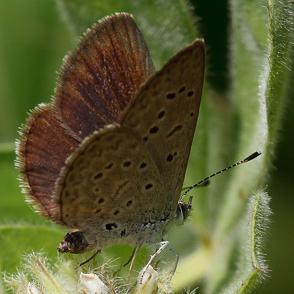 Zizeeria knysna