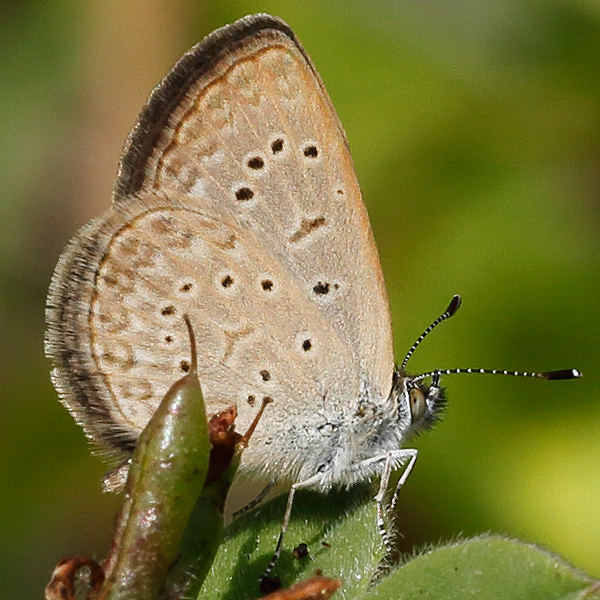 Zizeeria knysna