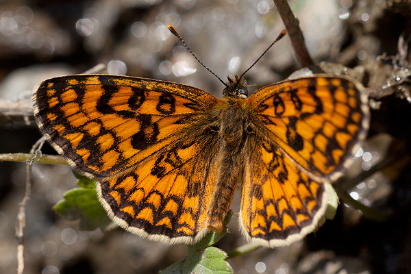 Melitaea athalia nevadensis