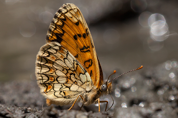 Melitaea athalia nevadensis