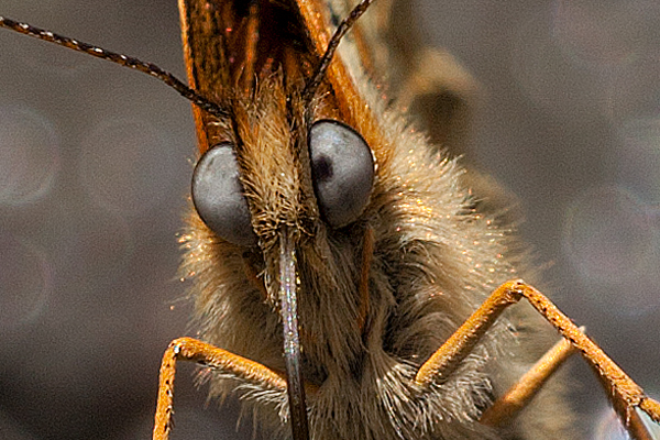 Melitaea athalia nevadensis