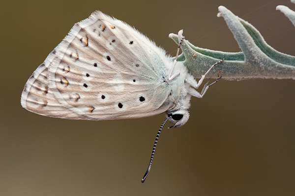 Polyommatus albicans