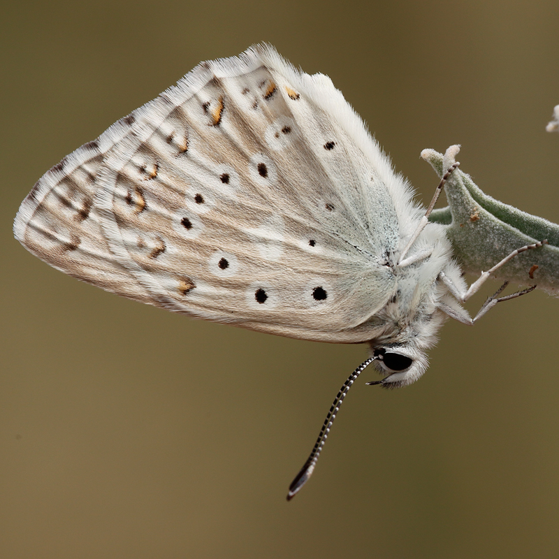 Polyommatus albicans