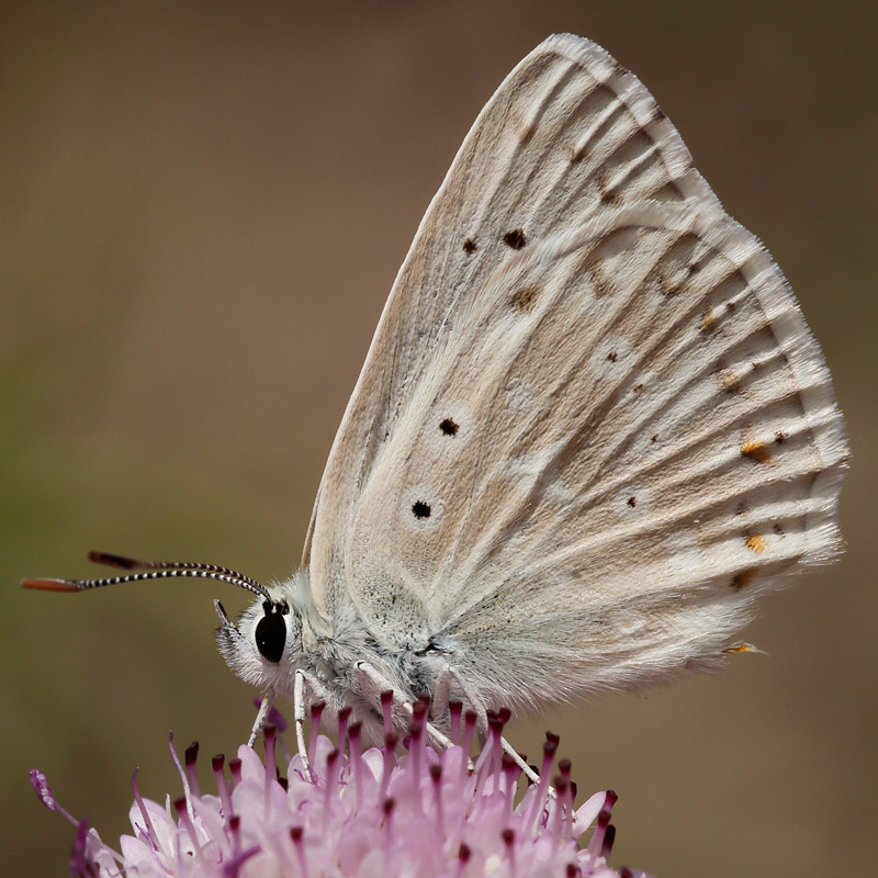 Polyommatus albicans