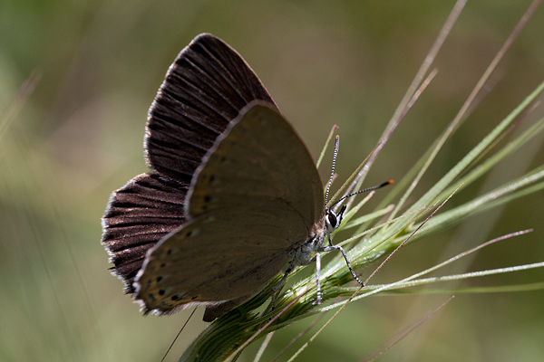 Laeosopis roboris