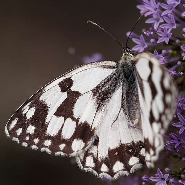 Melanargia lachesis