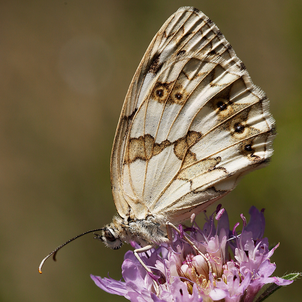 Melanargia lachesis