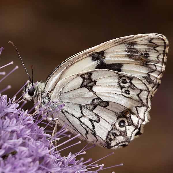 Melanargia lachesis