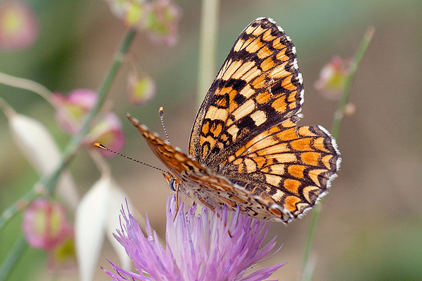 Melitaea phoebe