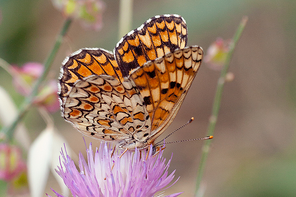 Melitaea phoebe