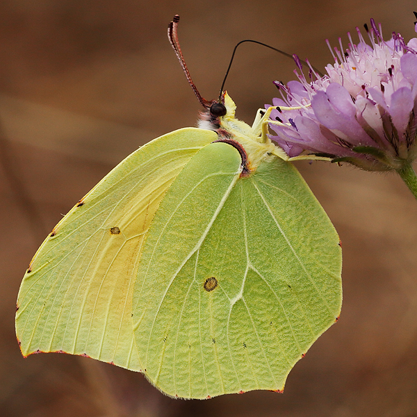 Gonepteryx cleopatra