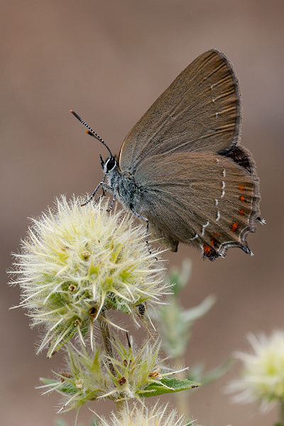 Satyrium esculi