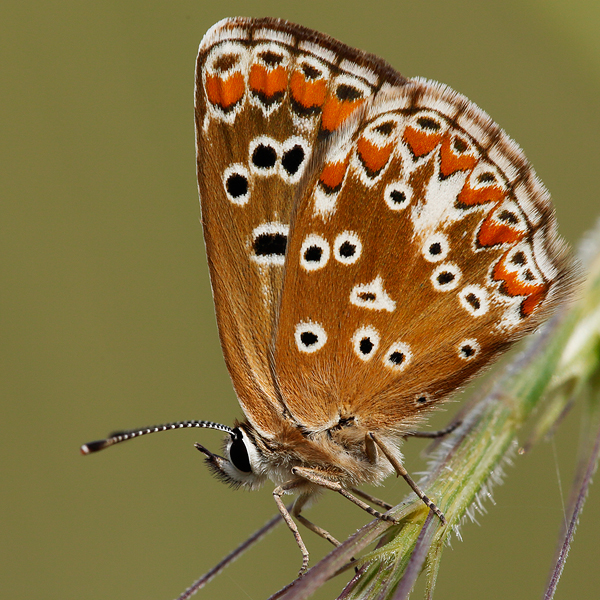 Aricia cramera