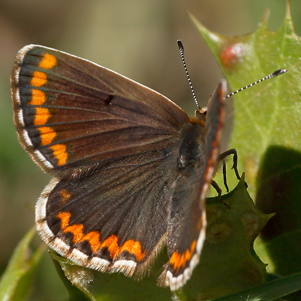 Aricia cramera