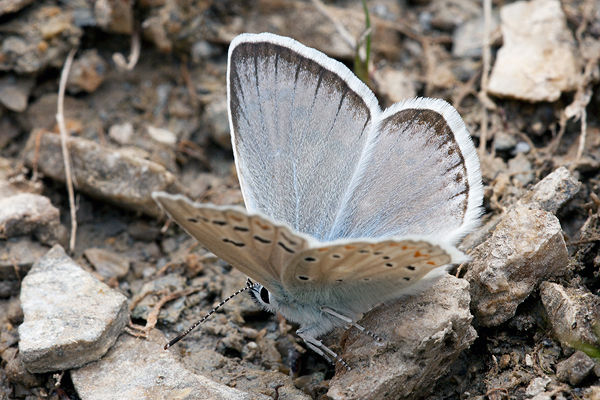 Polyommatus nivescens