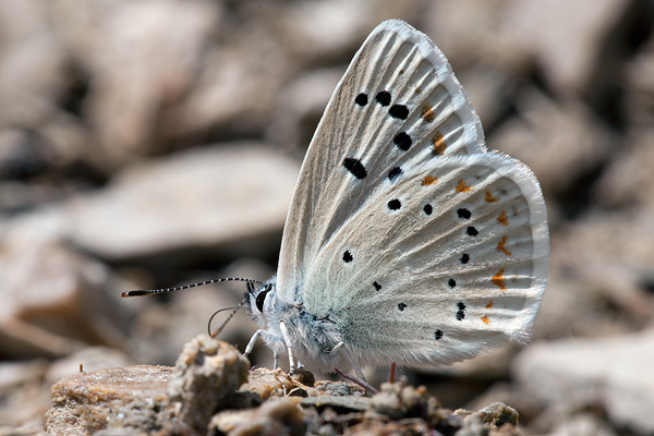 Polyommatus nivescens