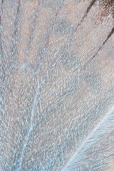 Polyommatus nivescens