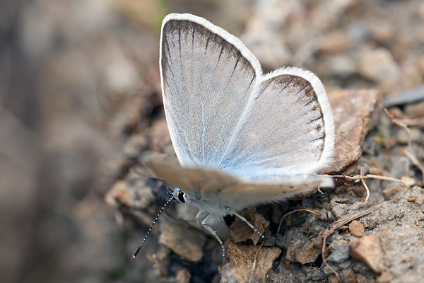 Polyommatus nivescens