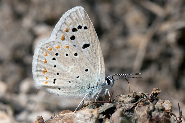 Polyommatus nivescens