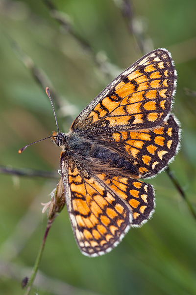 Melitaea deione