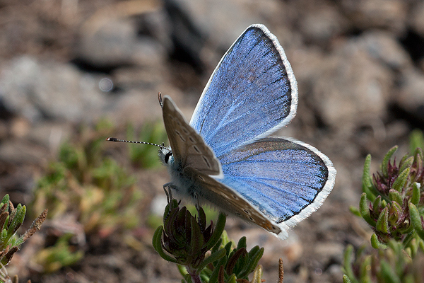 Polyommatus golgus