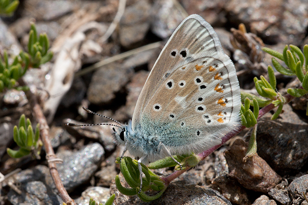 Polyommatus golgus