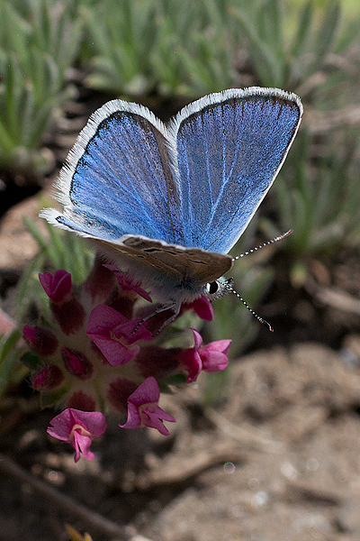 Polyommatus golgus